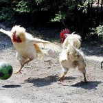 Ассоциация Российского Футбола заявила о том что в следующем сезоне мячи будут зеленого цвета