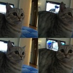 Реакция кошки на мое пение
