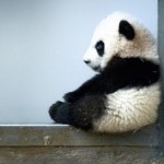 В Китае убийство панды карается смертью