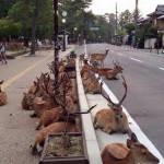 «Японский город Нара, в котором олени вместо собак и кошек»