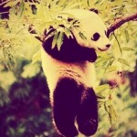 Панда — одно из самых ленивых животных на земле